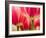 Netherlands, Lisse. Closeup of pink and white tulip flower.-Julie Eggers-Framed Photographic Print