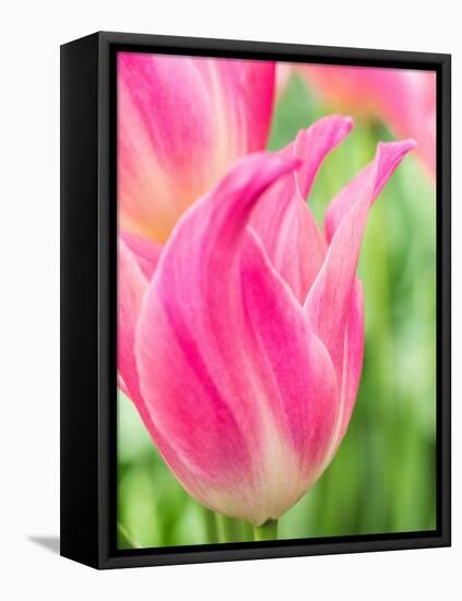 Netherlands, Lisse. Closeup of pink tulip flower.-Julie Eggers-Framed Premier Image Canvas