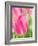 Netherlands, Lisse. Closeup of pink tulip flower.-Julie Eggers-Framed Photographic Print