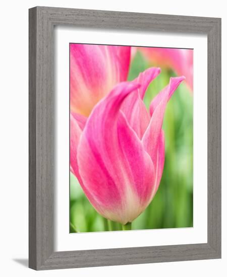 Netherlands, Lisse. Closeup of pink tulip flower.-Julie Eggers-Framed Photographic Print