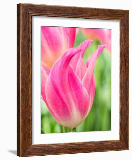 Netherlands, Lisse. Closeup of pink tulip flower.-Julie Eggers-Framed Photographic Print