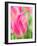 Netherlands, Lisse. Closeup of pink tulip flower.-Julie Eggers-Framed Photographic Print