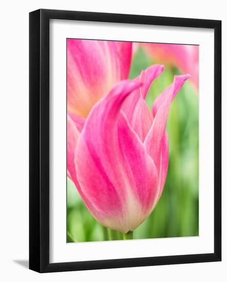 Netherlands, Lisse. Closeup of pink tulip flower.-Julie Eggers-Framed Photographic Print