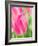 Netherlands, Lisse. Closeup of pink tulip flower.-Julie Eggers-Framed Photographic Print