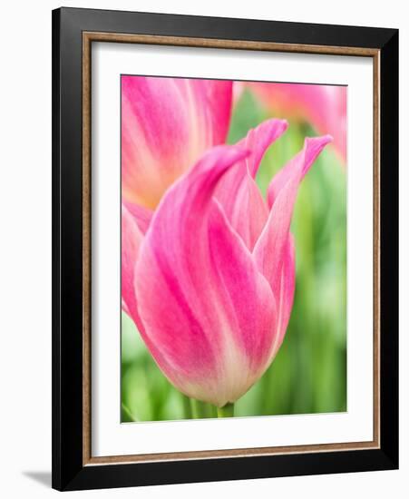 Netherlands, Lisse. Closeup of pink tulip flower.-Julie Eggers-Framed Photographic Print