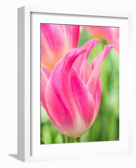 Netherlands, Lisse. Closeup of pink tulip flower.-Julie Eggers-Framed Photographic Print