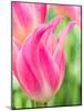 Netherlands, Lisse. Closeup of pink tulip flower.-Julie Eggers-Mounted Photographic Print