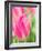 Netherlands, Lisse. Closeup of pink tulip flower.-Julie Eggers-Framed Photographic Print