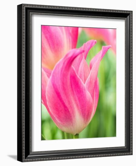 Netherlands, Lisse. Closeup of pink tulip flower.-Julie Eggers-Framed Photographic Print