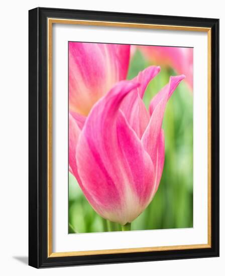 Netherlands, Lisse. Closeup of pink tulip flower.-Julie Eggers-Framed Photographic Print