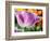 Netherlands, Lisse. Closeup of purple tulip flower.-Julie Eggers-Framed Photographic Print