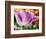 Netherlands, Lisse. Closeup of purple tulip flower.-Julie Eggers-Framed Photographic Print