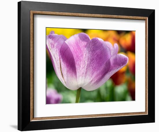 Netherlands, Lisse. Closeup of purple tulip flower.-Julie Eggers-Framed Photographic Print