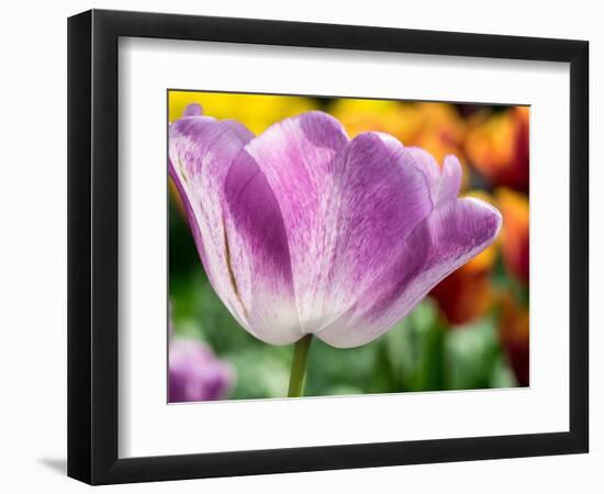 Netherlands, Lisse. Closeup of purple tulip flower.-Julie Eggers-Framed Photographic Print