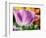 Netherlands, Lisse. Closeup of purple tulip flower.-Julie Eggers-Framed Photographic Print