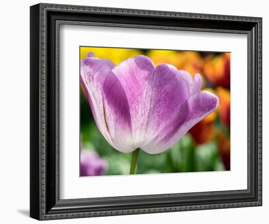 Netherlands, Lisse. Closeup of purple tulip flower.-Julie Eggers-Framed Photographic Print