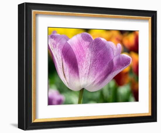 Netherlands, Lisse. Closeup of purple tulip flower.-Julie Eggers-Framed Photographic Print