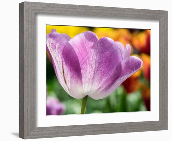 Netherlands, Lisse. Closeup of purple tulip flower.-Julie Eggers-Framed Photographic Print