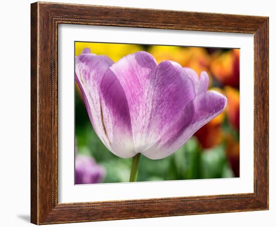 Netherlands, Lisse. Closeup of purple tulip flower.-Julie Eggers-Framed Photographic Print