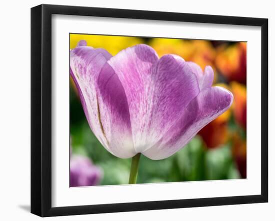 Netherlands, Lisse. Closeup of purple tulip flower.-Julie Eggers-Framed Photographic Print