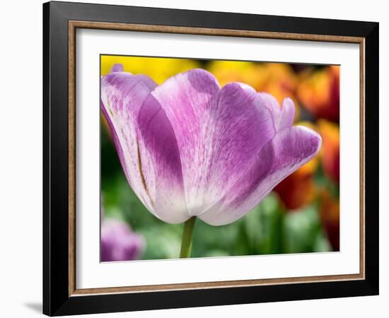 Netherlands, Lisse. Closeup of purple tulip flower.-Julie Eggers-Framed Photographic Print