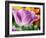 Netherlands, Lisse. Closeup of purple tulip flower.-Julie Eggers-Framed Photographic Print