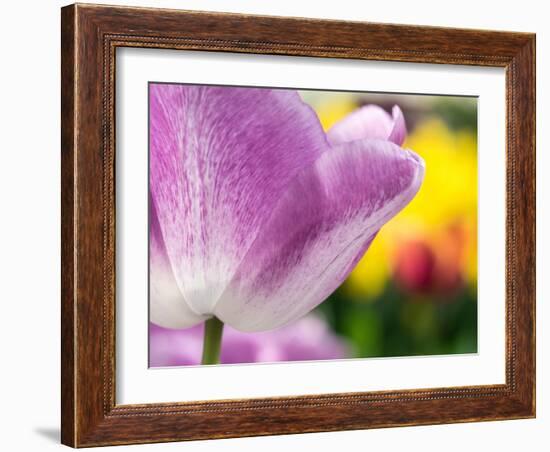 Netherlands, Lisse. Closeup of purple tulip flower.-Julie Eggers-Framed Photographic Print