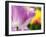 Netherlands, Lisse. Closeup of purple tulip flower.-Julie Eggers-Framed Photographic Print