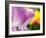 Netherlands, Lisse. Closeup of purple tulip flower.-Julie Eggers-Framed Photographic Print