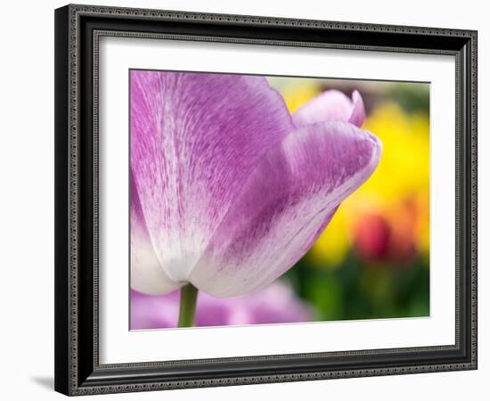 Netherlands, Lisse. Closeup of purple tulip flower.-Julie Eggers-Framed Photographic Print