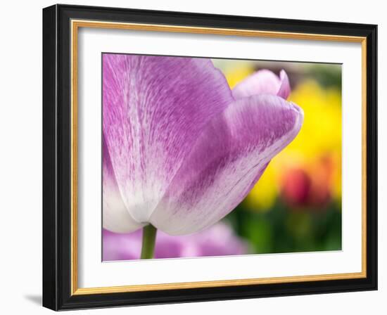 Netherlands, Lisse. Closeup of purple tulip flower.-Julie Eggers-Framed Photographic Print
