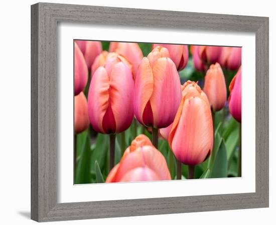 Netherlands, Lisse. Closeup of soft pink and peach colored tulips in a garden.-Julie Eggers-Framed Photographic Print