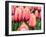 Netherlands, Lisse. Closeup of soft pink and peach colored tulips in a garden.-Julie Eggers-Framed Photographic Print