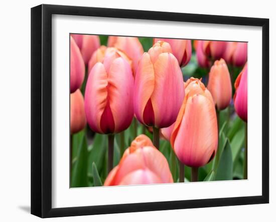 Netherlands, Lisse. Closeup of soft pink and peach colored tulips in a garden.-Julie Eggers-Framed Photographic Print