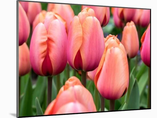 Netherlands, Lisse. Closeup of soft pink and peach colored tulips in a garden.-Julie Eggers-Mounted Photographic Print