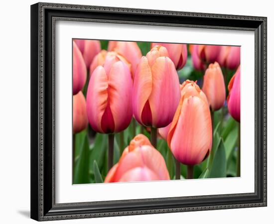 Netherlands, Lisse. Closeup of soft pink and peach colored tulips in a garden.-Julie Eggers-Framed Photographic Print