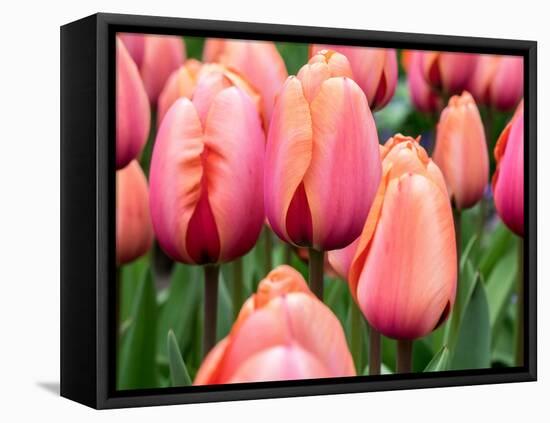 Netherlands, Lisse. Closeup of soft pink and peach colored tulips in a garden.-Julie Eggers-Framed Premier Image Canvas
