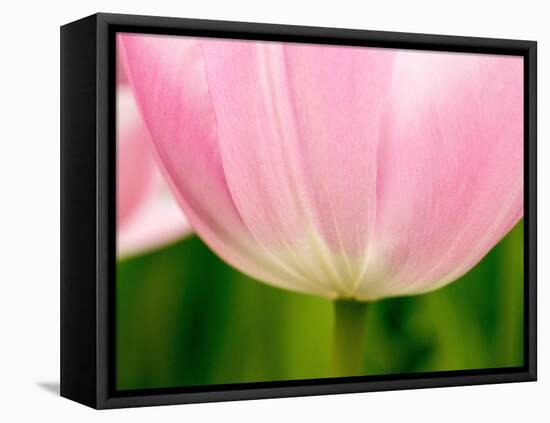 Netherlands, Lisse. Closeup of the underside of a soft pink tulip.-Julie Eggers-Framed Premier Image Canvas