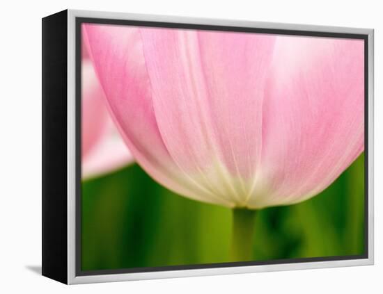Netherlands, Lisse. Closeup of the underside of a soft pink tulip.-Julie Eggers-Framed Premier Image Canvas