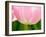 Netherlands, Lisse. Closeup of the underside of a soft pink tulip.-Julie Eggers-Framed Photographic Print