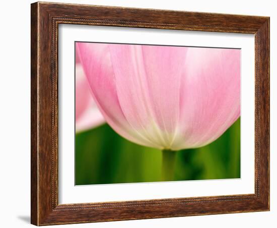 Netherlands, Lisse. Closeup of the underside of a soft pink tulip.-Julie Eggers-Framed Photographic Print