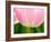 Netherlands, Lisse. Closeup of the underside of a soft pink tulip.-Julie Eggers-Framed Photographic Print