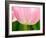 Netherlands, Lisse. Closeup of the underside of a soft pink tulip.-Julie Eggers-Framed Photographic Print