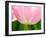 Netherlands, Lisse. Closeup of the underside of a soft pink tulip.-Julie Eggers-Framed Photographic Print