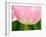 Netherlands, Lisse. Closeup of the underside of a soft pink tulip.-Julie Eggers-Framed Photographic Print