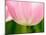 Netherlands, Lisse. Closeup of the underside of a soft pink tulip.-Julie Eggers-Mounted Photographic Print