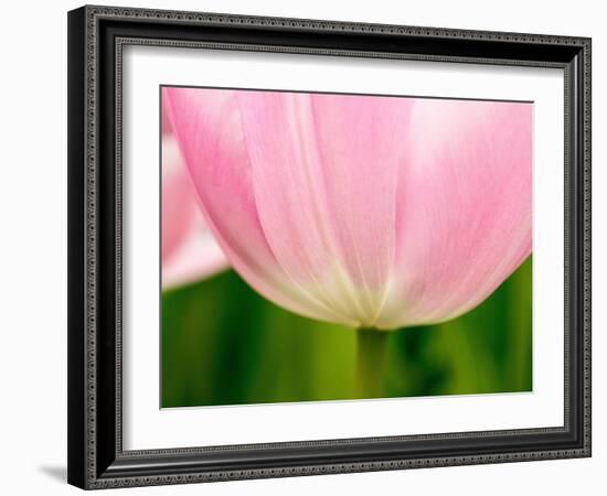 Netherlands, Lisse. Closeup of the underside of a soft pink tulip.-Julie Eggers-Framed Photographic Print