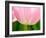 Netherlands, Lisse. Closeup of the underside of a soft pink tulip.-Julie Eggers-Framed Photographic Print