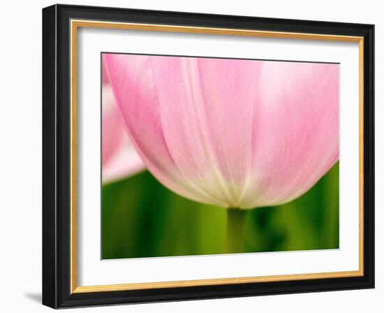 Netherlands, Lisse. Closeup of the underside of a soft pink tulip.-Julie Eggers-Framed Photographic Print