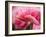 Netherlands, Lisse. Closeup of the underside of soft pink tulip flower.-Julie Eggers-Framed Photographic Print